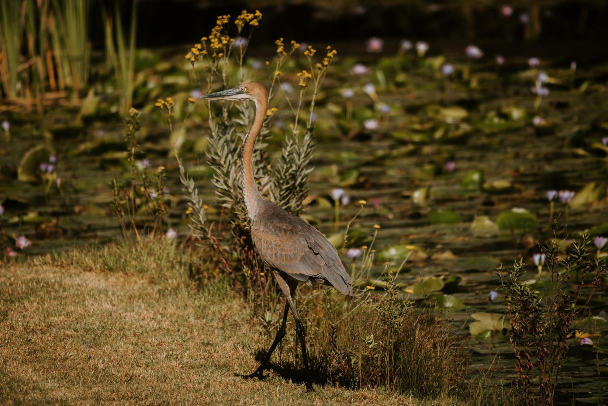 Beachview Thunzi Bush Lodge מראה חיצוני תמונה